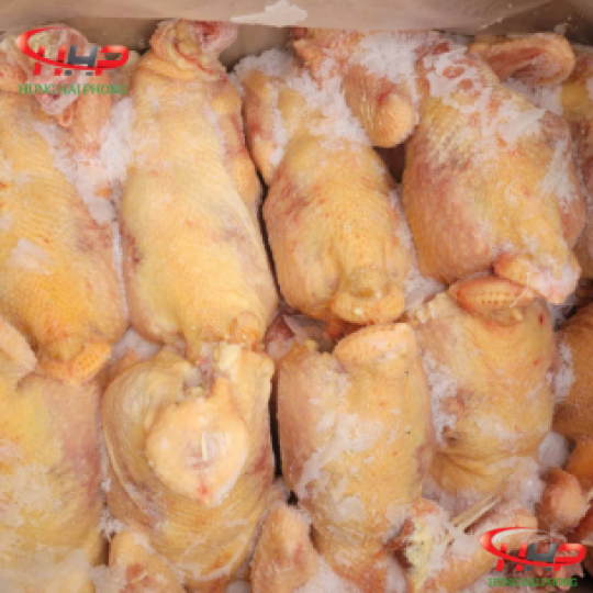 Gà Dai Nhập Khẩu Giá Sỉ