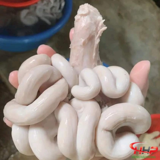 Dồi Trường Heo Thùng Xanh