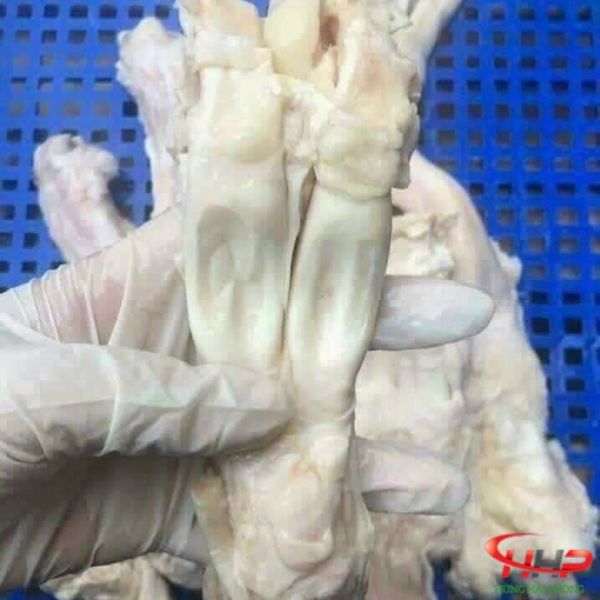 Gân Y Chất Lượng